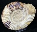 Large Perisphinctes Ammonite - Jurassic #18926-3